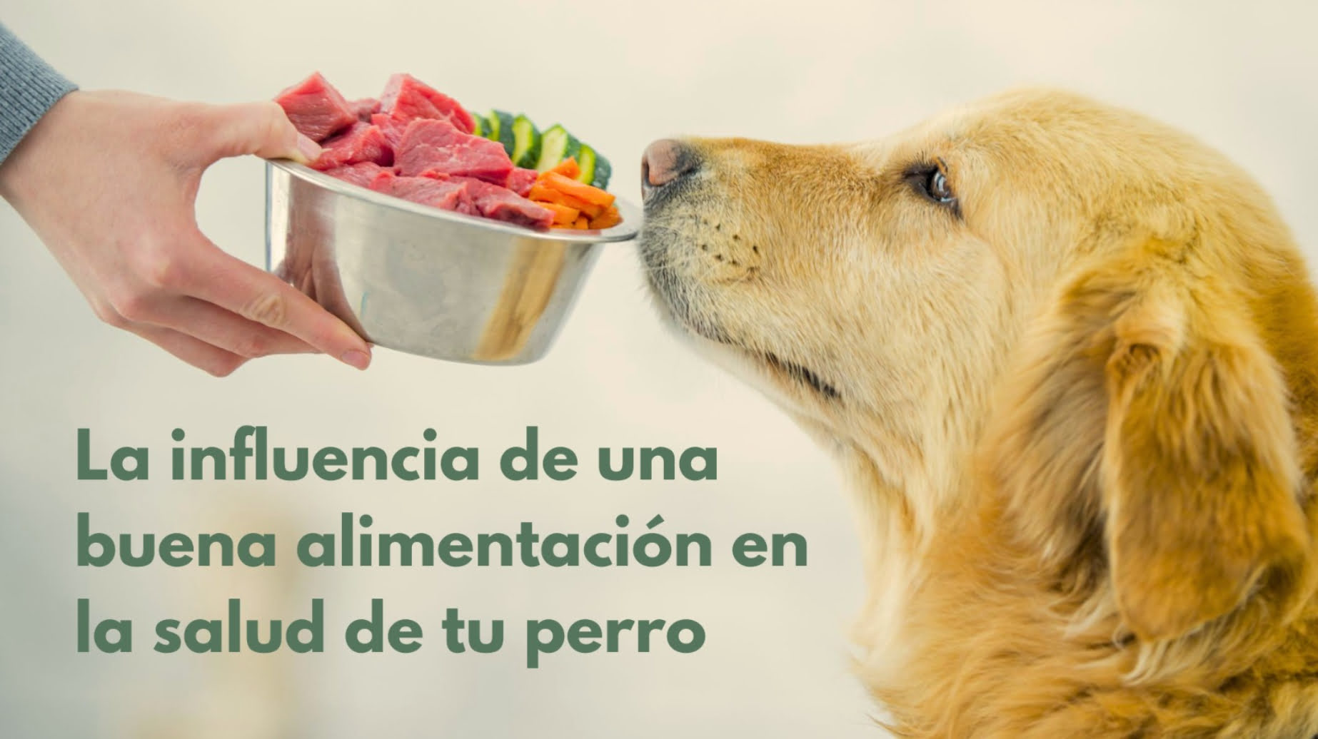 Ir a Alimentacion